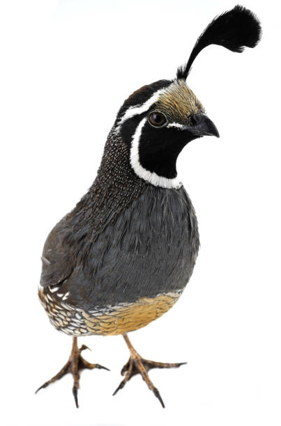 istock male California Quail 651176638