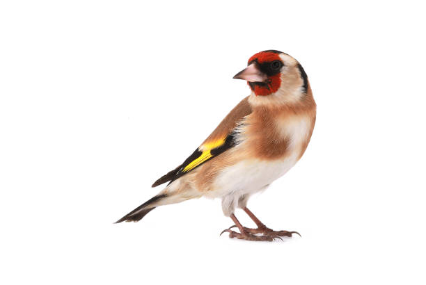 goldfinch goldfinch isolated on a white background, studio shot gold finch photos stock pictures, royalty-free photos & images