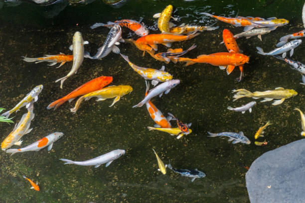 istock Japanese Koi carps 651180138