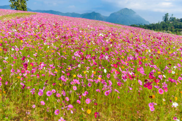 istock Cosmos flowers blooming 651180960