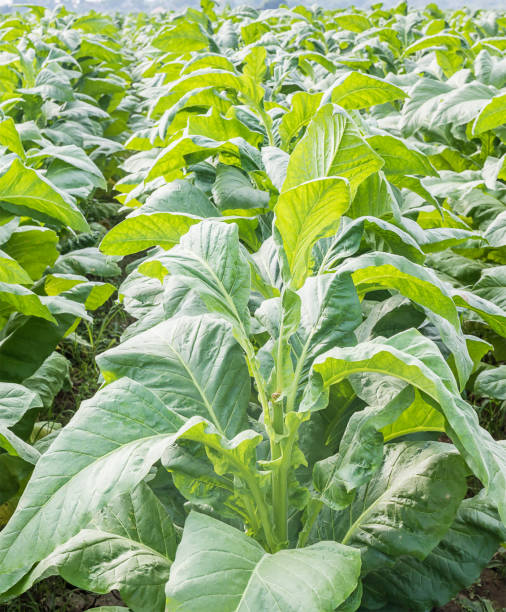 istock Field of Nicotiana tabacum 651180974