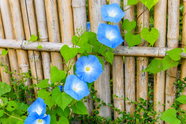istock Sky blue, morning glory, Heavenly Blue 651184170