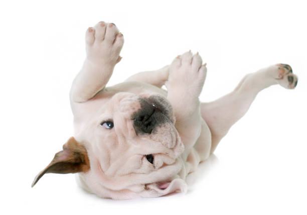 istock puppy english bulldog 651184176