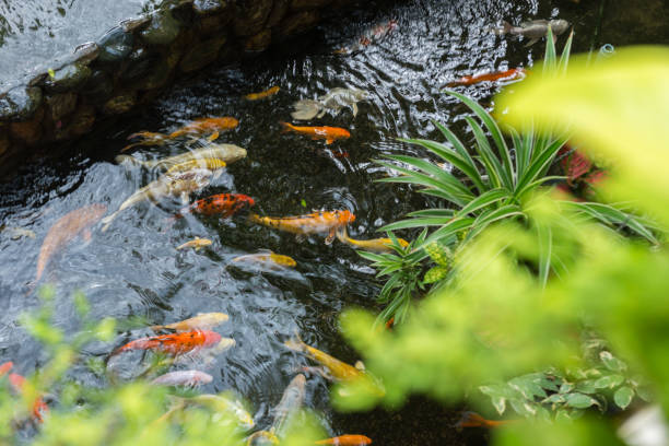 Japanese Koi Carp in a pond of Japanese garden stock photo