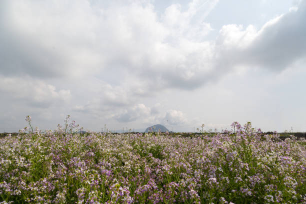 istock Flowers and cumulus clouds 651186434