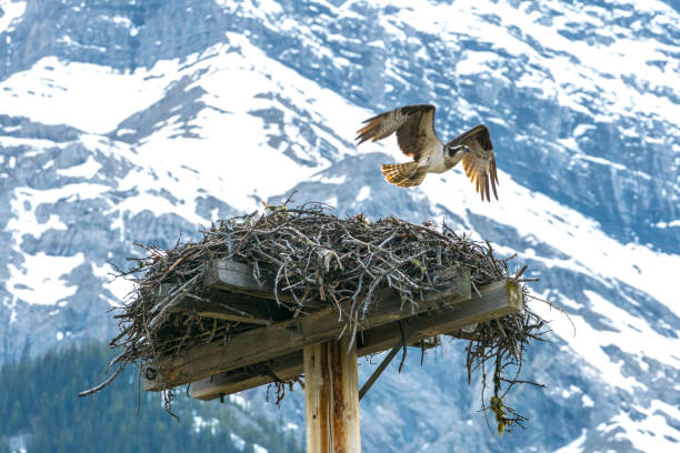 An Osprey lands in a platform nest