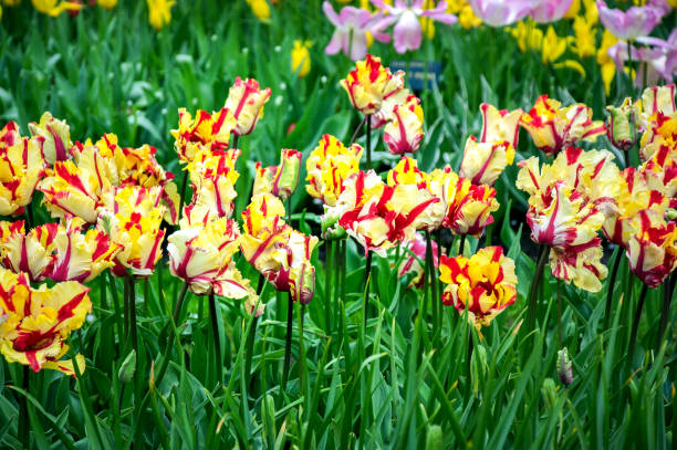 istock Flowers in the garden 651187094