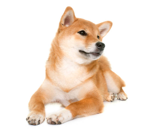 young shiba inu young shiba inu in front of white background shiba inu stock pictures, royalty-free photos & images