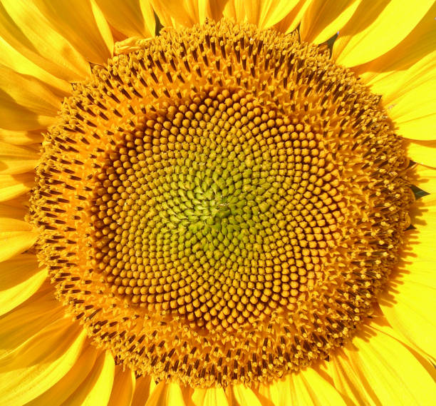 Sunflower macro shot Sunflower macro shot sunflower star stock pictures, royalty-free photos & images