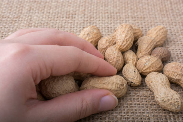 istock Peanuts  in hand and  on linen canvas background 651202234