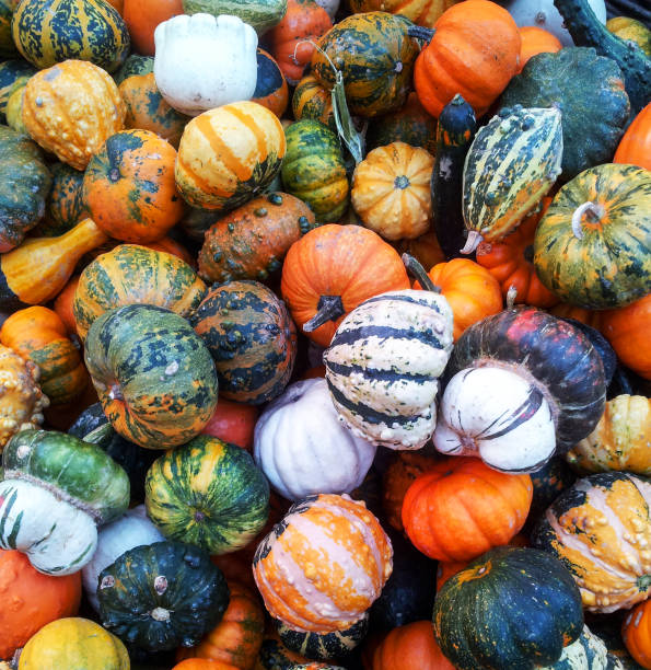 istock Group of decorative pumpkins 651206354