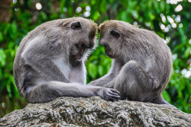 istock Balinese macaques in Monkey Forest in Ubud, Bali 651206510
