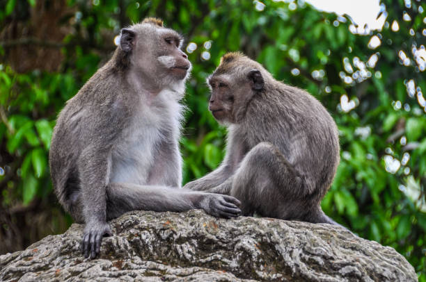 istock Balinese macaques in Monkey Forest in Ubud, Bali 651206608