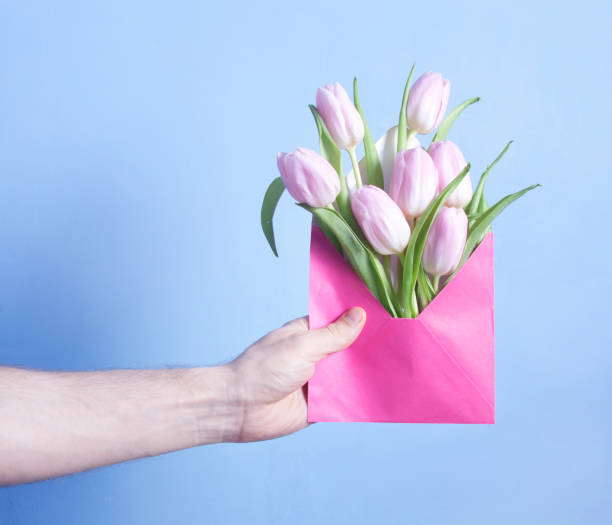 Pink tulip flowers in hand on blue background stock photo