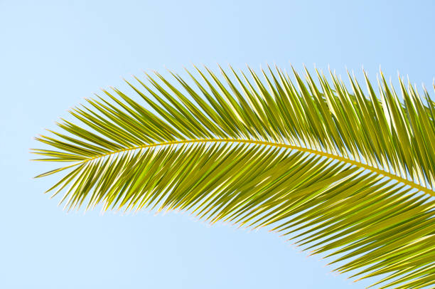 istock Palm leaves in front of blue sky 651210518