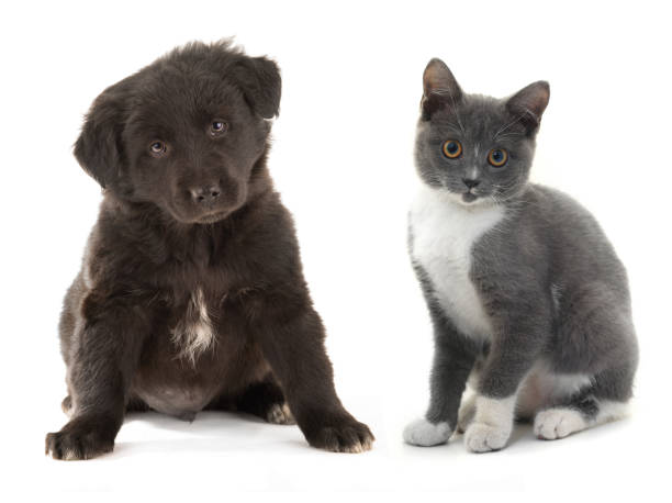 istock black puppy and kitten gray 651213876