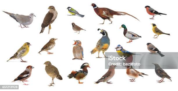 Birds On A White Stock Photo - Download Image Now - Gold Finch, Cut Out, Bluetit