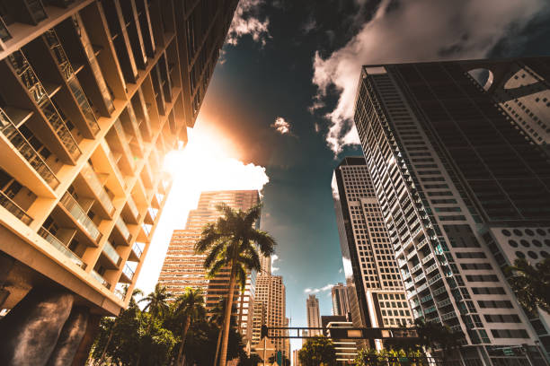 miami brickell centro al crepuscolo - palm tree florida house residential district foto e immagini stock