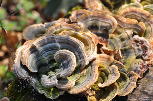 Photo of Trametes  mushroom