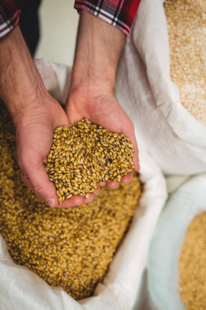 istock Manufacturer holding barley in brewery 651221798