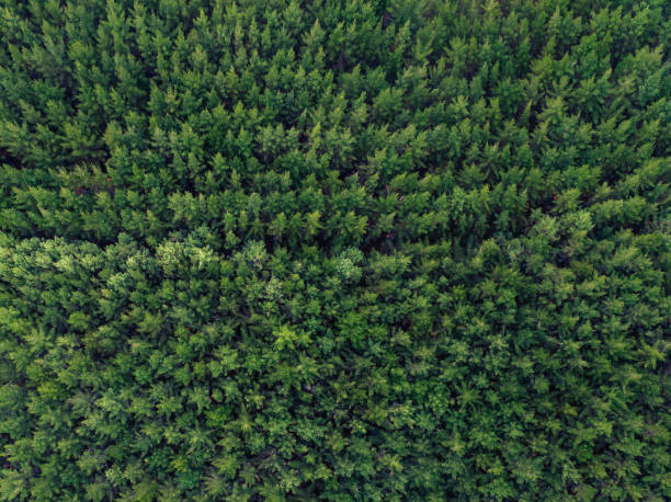 istock Aerial View Of Pine Forest. 651222386
