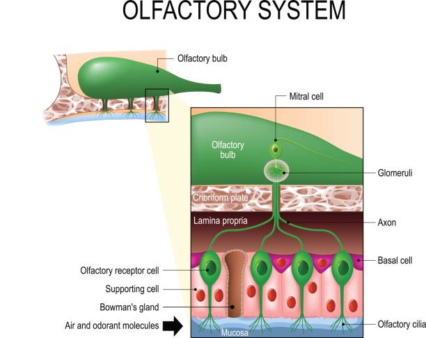 olfactory system. Sense of smell. Human anatomy olfactory system inside the human head. Sense of smell. the olfactory bulb at the top which connects to scent cells at the bottom to identify odors lamina propria stock illustrations