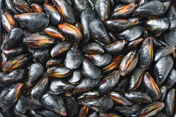 istock Of Mule ，Mussel  background 651225940