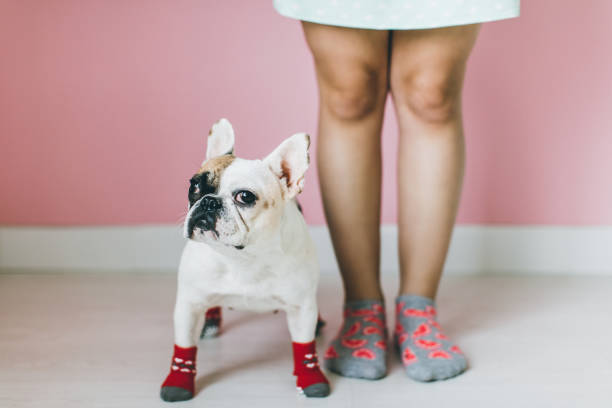 istock Womens Legs with dog side by side. 651226010