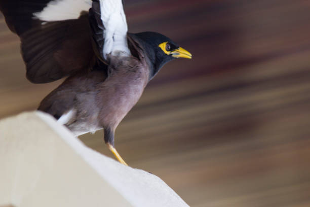 The little birdie a starling has decided to fly closer to people