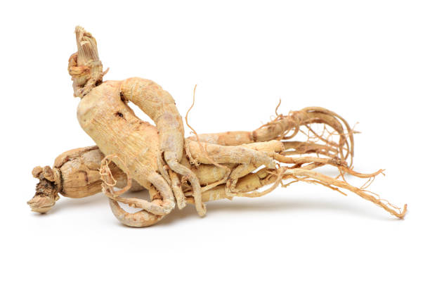 인삼 루트 - ginseng dried plant homeopathic medicine dry 뉴스 사진 이미지