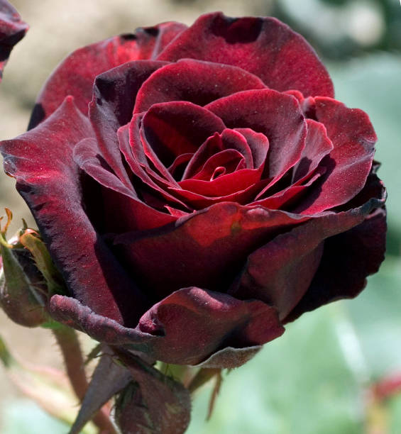 Teehybrid Rose; Black Baccara,