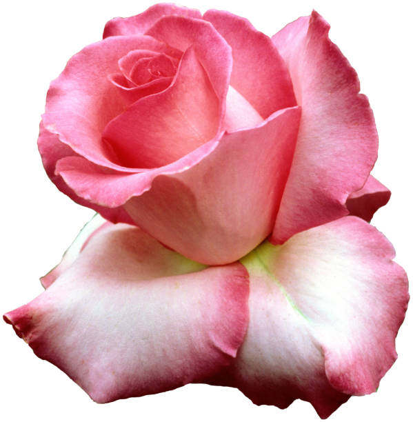 esmeralda, teehybrid rose - hybrid tea rose imagens e fotografias de stock
