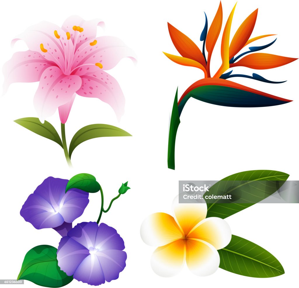 다른 종류의 꽃 꽃-식물에 대한 스톡 벡터 아트 및 기타 이미지 - 꽃-식물, 0명, 꽃 나무 - Istock
