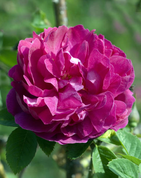 istock tea hybrids; Fuerstin of Pless 651244590