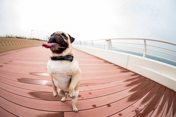Pug scratching. For more pub images please click on a picture below: