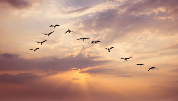 istock Birds at sunrise or sunset nature concept 651254448