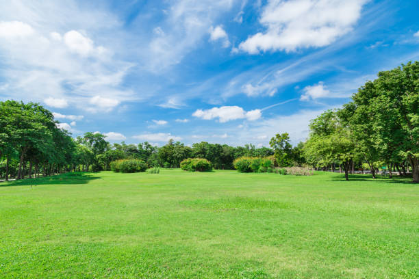 istock Green grass field in big city park 651254608