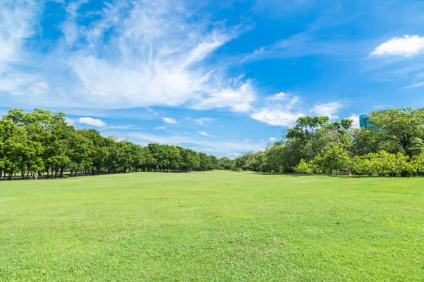 istock Green grass field in big city park 651254696