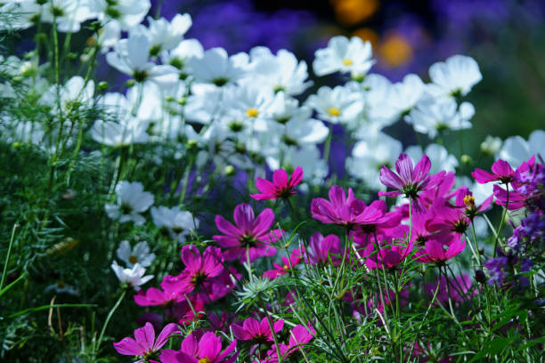Garden cosmos and asters Garden cosmos and asters in the counter light, Germany, Eifel. schmuckkörbchen stock pictures, royalty-free photos & images