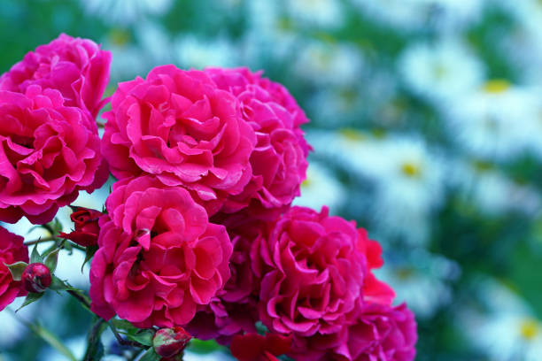 istock Rose ‚Heidefeuer‘ and summer asters 651281078
