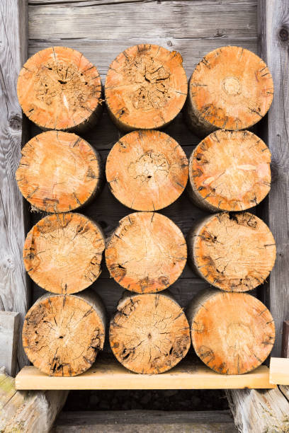 istock Pile of twelve round trunks framed in front 651285820
