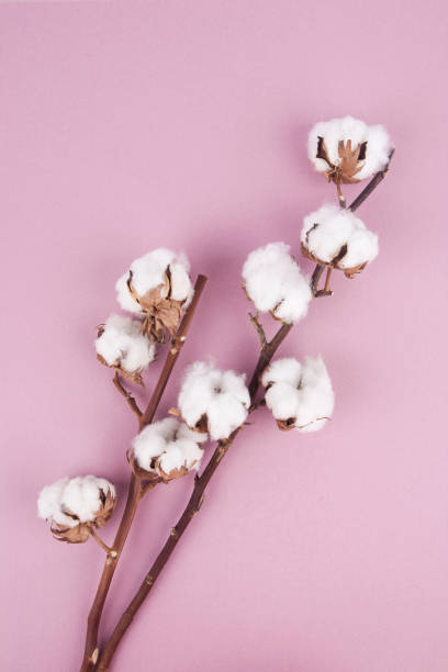 istock cotton flower on pastel pink background 651306914