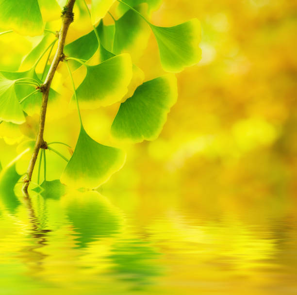 istock Leaves of Gingko Biloba 651307274