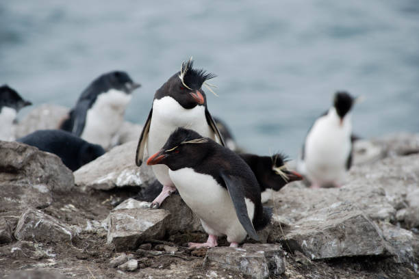 pingwiny rockhoppera (eudyptes chrysocome) na północno-wschodnim wybrzeżu falklandów wschodnich, falklandy (islas malvinas) - saunders island zdjęcia i obrazy z banku zdjęć