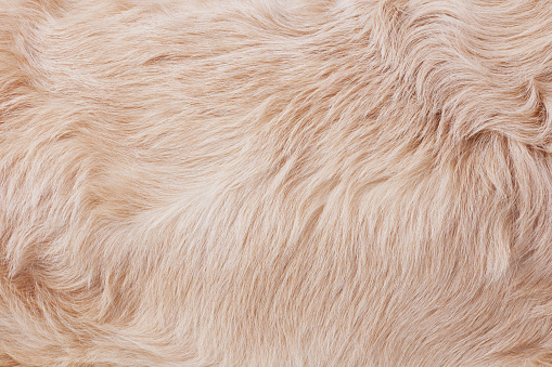 Golden retriever's fur close-up