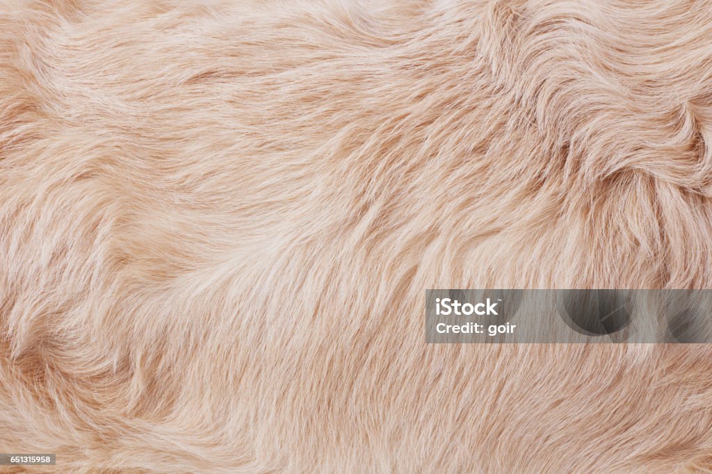 Fur background Golden retriever's fur close-up Dog Stock Photo