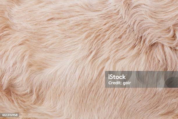 Fur Background Stock Photo - Download Image Now - Dog, Fur, Hair