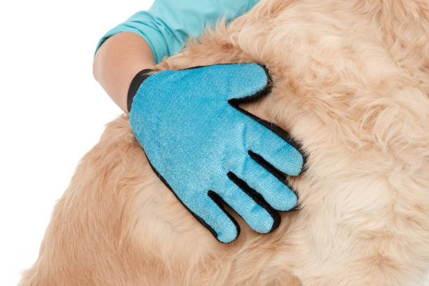 istock Cleaning glove on a dog's fur 651315974