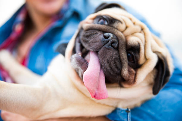 ele não é tão bonito? - pug - fotografias e filmes do acervo