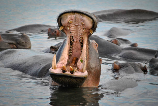 istock Big male hippo spreading his jaws wide open showing his big impressive teeth 651324186